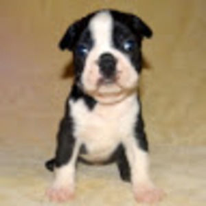 Meet your Posher, Seldon